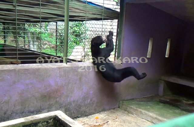 Beruang madu dari Kebun Binatang mini Hairos. Foto: Ayat S Karokaro