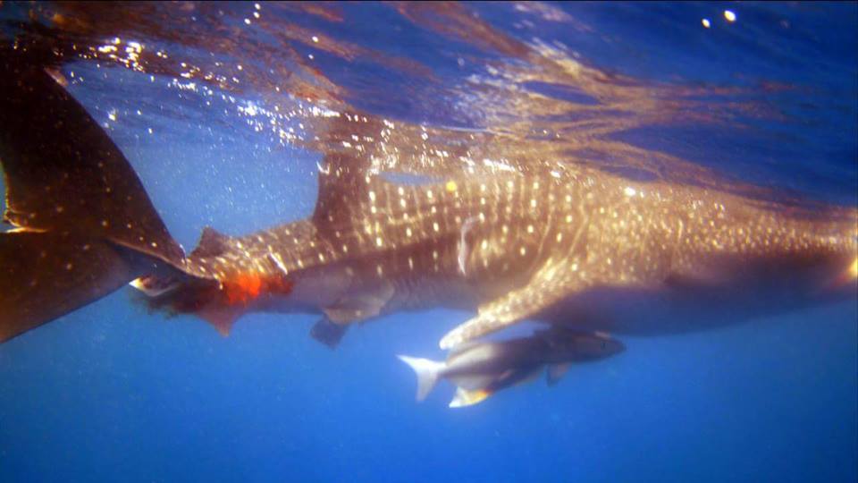 Seekor anakan hiu paus (Rhincodon typus) terluka parah mengeluarkan banyak darah di permukaan laut di perairan Buyuk, Nusa Penida, Bali. Diduga hiu paus tersebut telruka karena terkena baling-baling kapal cepat. Foto : Marketa Olmerova dan Oldrich Olmer