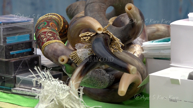 Tanduk sitaan Bea Cukai Belawan, siap dimusnahkan. Foto: Ayat S Karokaro