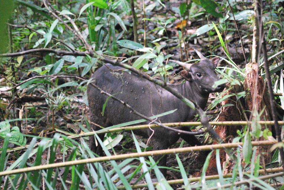 Anoa dataran rendah. Foto: akun Facebook Taman Nasional Bogani Nani Wartabone