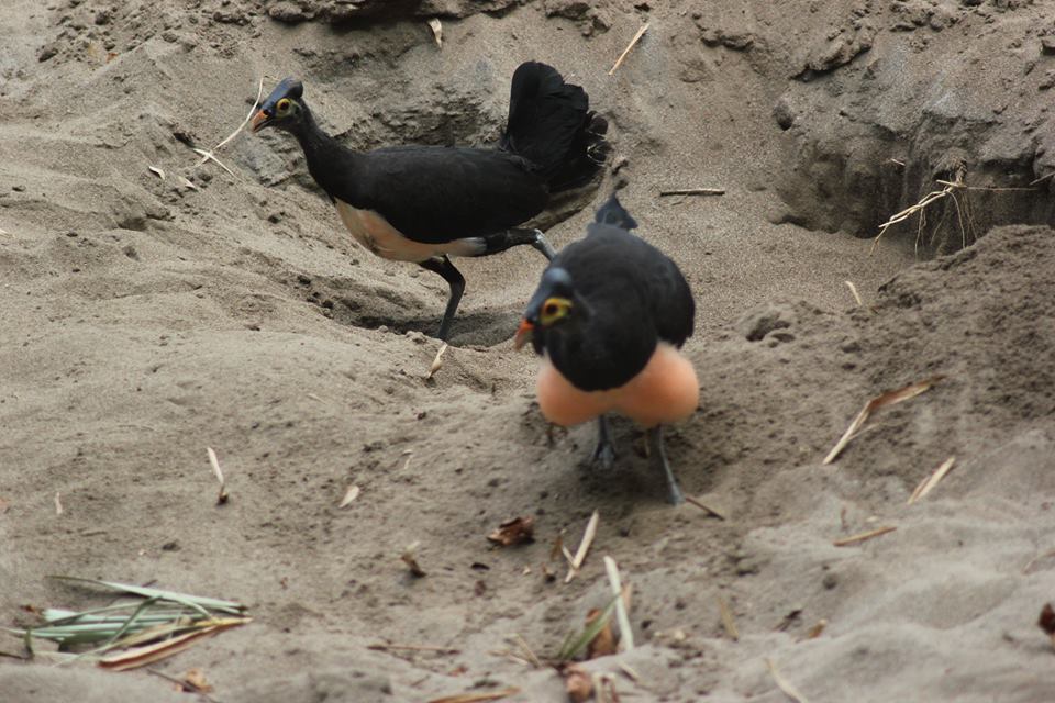 Maleo. Foto: Akun Facebook Taman Nasional Bogani Nani Wartabone
