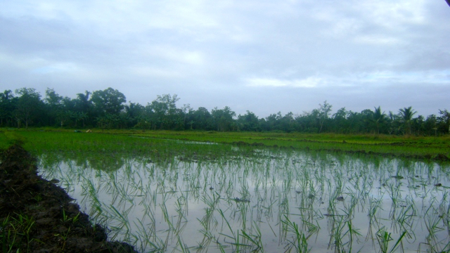 Tanaman padi organik di Kampung Kamangi. Mereka sudah membangun sistem irigasi yang baik hingga asupan air ke sawah tertata. Foto: dokumen Johanes Kilok