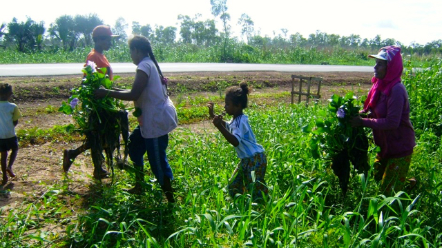 Warga Kampung Kamangi, yang bertani organik, sedang panen. Foto: dokumen Johanes Kilok