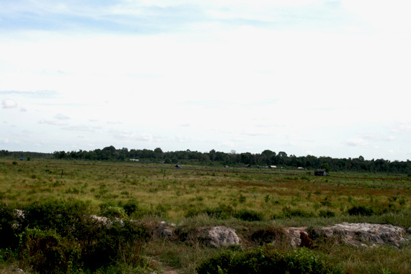 Sawah sonor di Desa Ulak Kedondong. Foto: Taufik Wijaya
