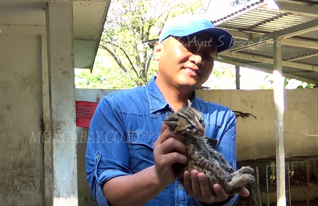 Bayi macan akar sitaan. Foto: Ayat S Karokaro