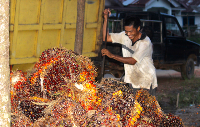 Sawit petani. Pengembangan biodiesel bisa mengamcam terjadi alih fungsi lahan dan hutan. Salah satu upaya tekan ancaman itu, bisa dengan melibatkan petani sawit dalam rantai pasok dengan jelas. Foto: Sapariah Saturi/ Mongabay Indonesia