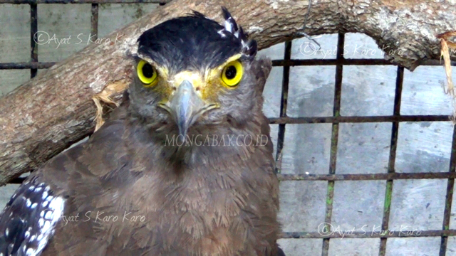 Elang, hasil sitaan dari warga di Deli Serdang. Foto: Ayat S Karokaro