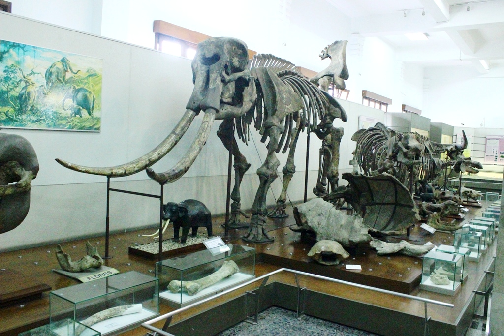 Fosil gajah purba Stegodon floresis dan koleksi fosil musieum Geologi Bandung. Foto : Donny Iqbal