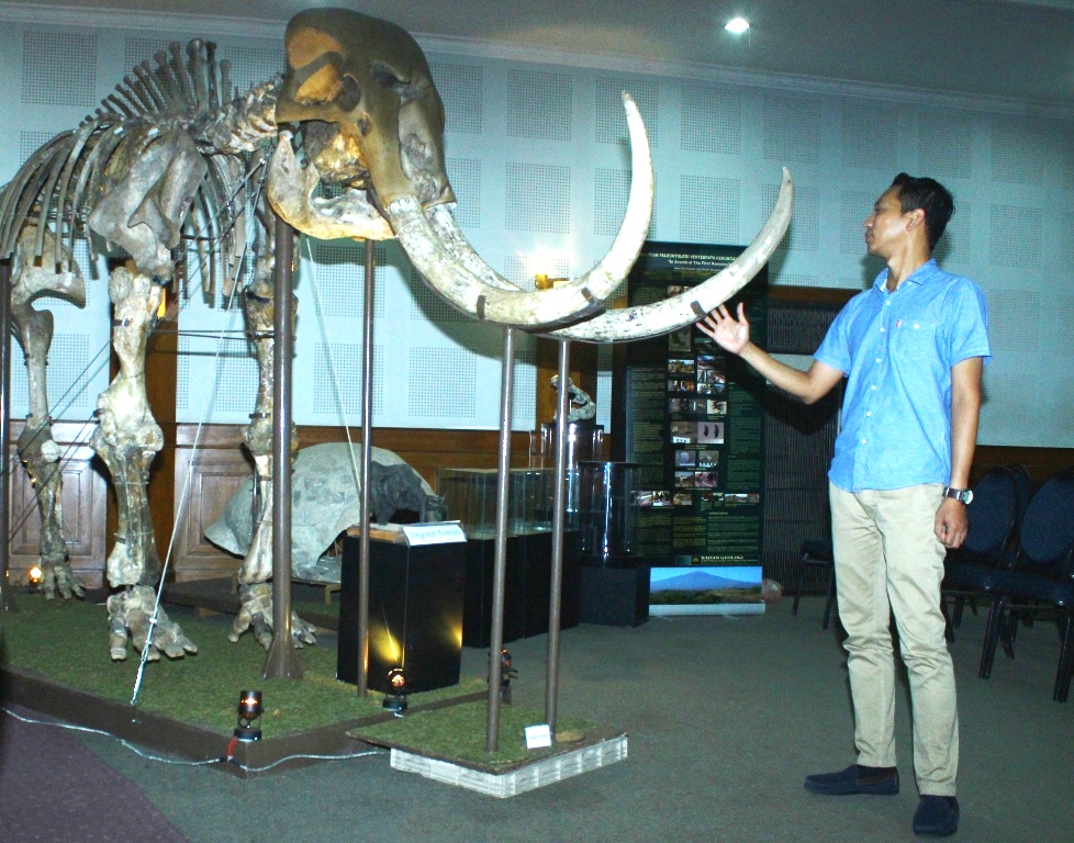 Petugas menunjukkan fosil gajah stegodon floresis di yang merupakankoleksi Museum Geologi, Bandung, Jabar. Foto : Donny Iqbal
