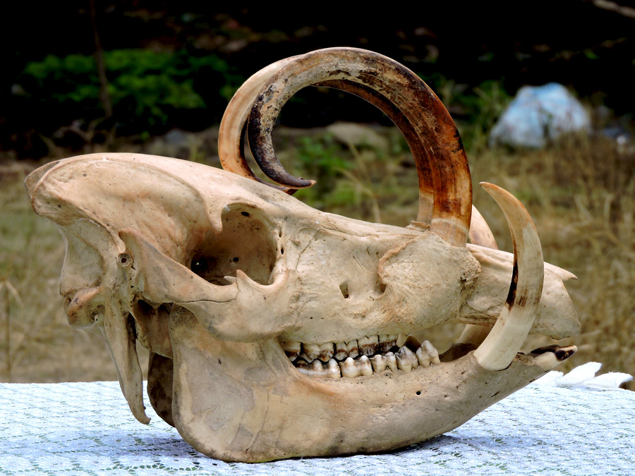 Tengkorak babirusa. Foto: Christopel PAino