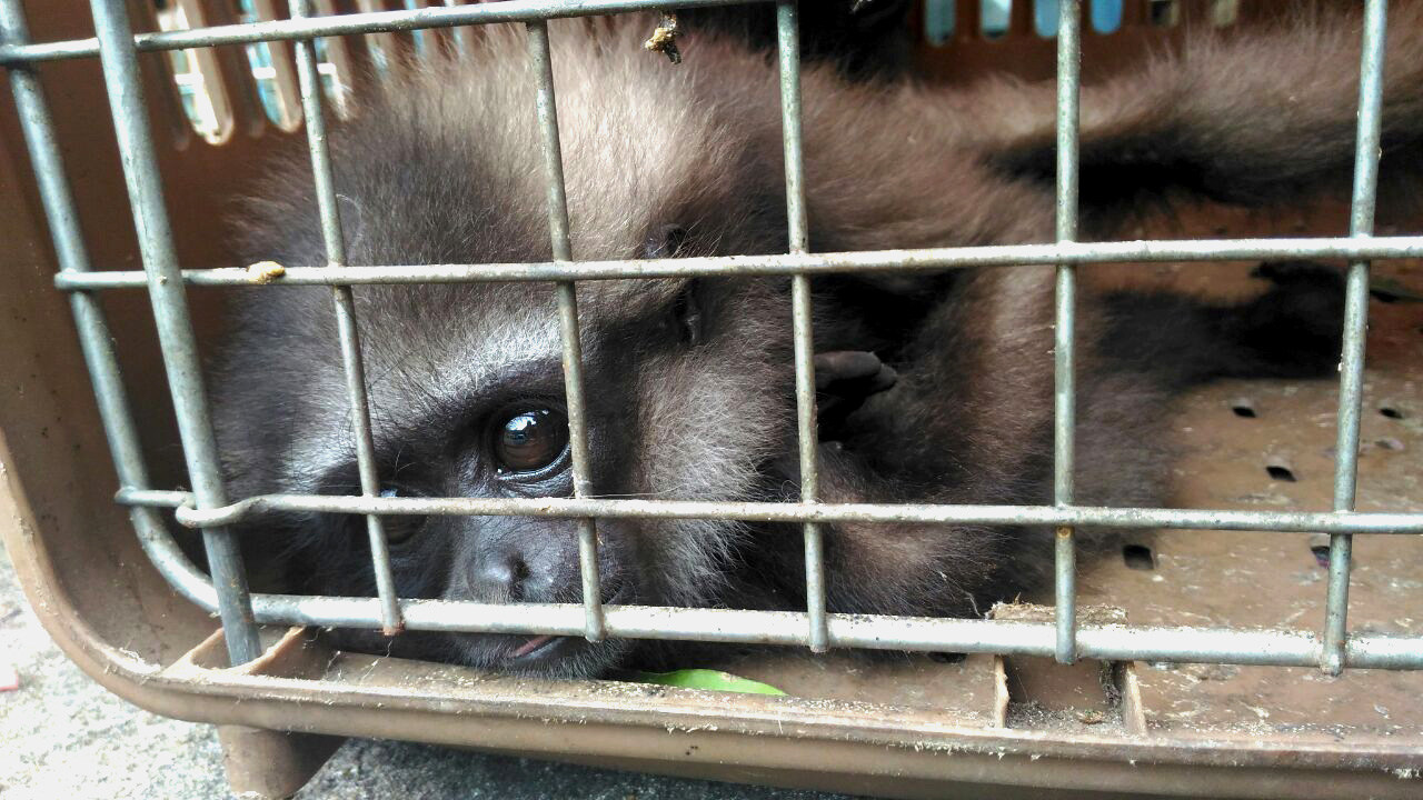 Klempiau yang harusnya hidup di hutan, menderita akibat dikandangkan oleh manusia. Foto: Aseanty Pahlevi