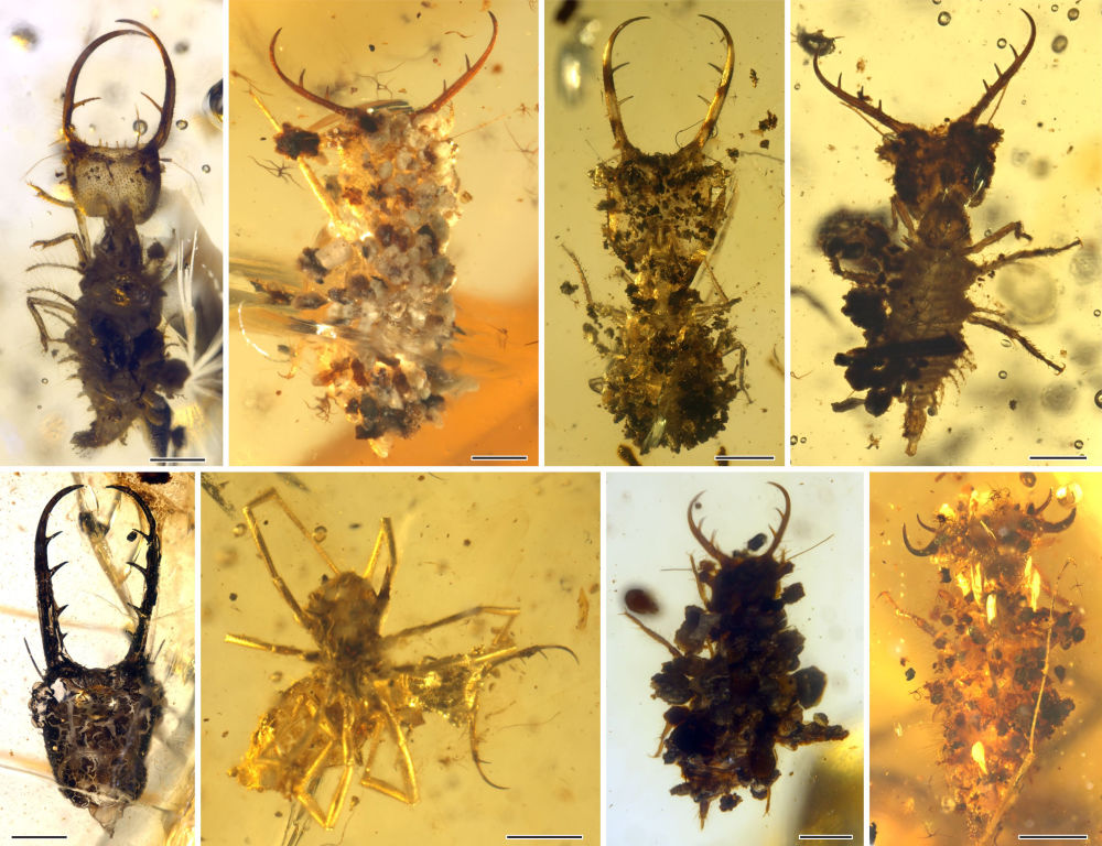 Larva Myrmeleontidae dari era pertengahan Cretaceous yang diperoleh dari pohon damar di Myanmar dan Perancis. Sumber: Wang et al/Science Advance