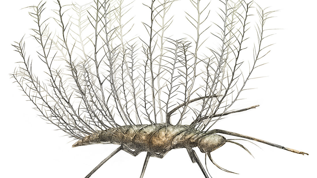 Rekonstruksi serangga dengan tumbuhan sebagai bentuk kamuflase. Sumber: Wang et al/Science Advance