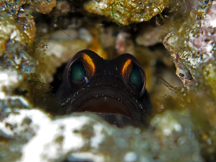 Ikan jawfish bernama latin Opistognathidae Jawfish yang mempunyai cara unik membuat sarang, yaitu dengan mengumpulkan bebatuan dengan mulut mereka. Foto : Wisuda 