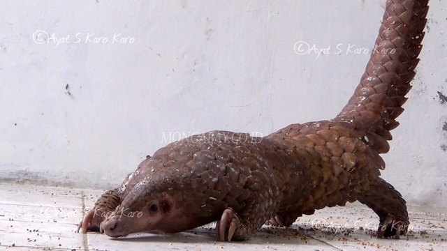Trenggiling ini satu dari delapan ekor yang disita penyidik Gakkum Sumatera . Foto: Ayat S Karokaro