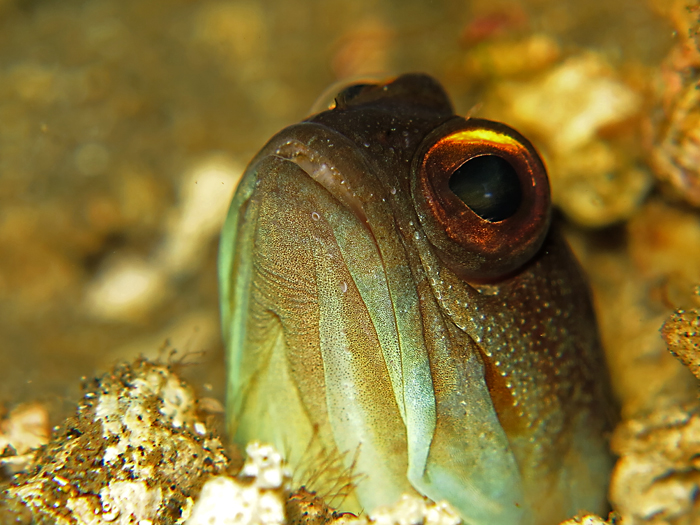 Ikan jawfish bernama latin Opistognathidae merupakan ikan dengan sekitar 80 species. IKan ini biasa ditemukan di Samudera Pasifik, Atlantik dan Samudera Hindia. Foto : Wisuda 