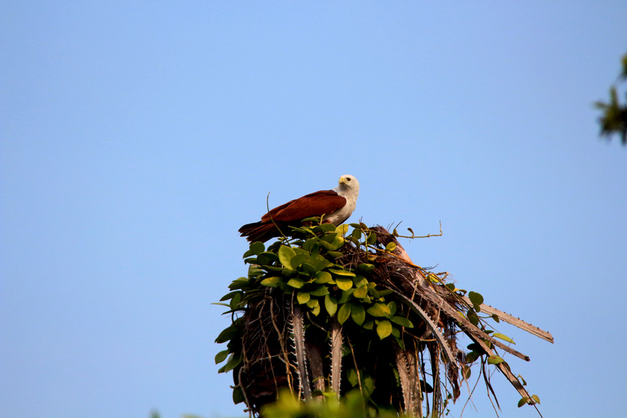Elang bondol. Foto: Khaleb Yordan