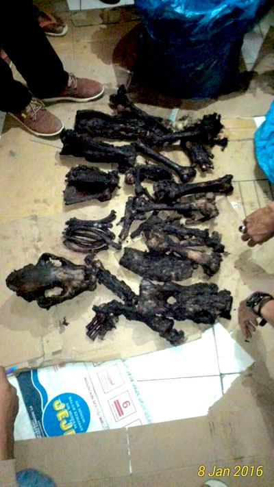 Barang bukti berupa tulang belulang harimau sumatera yang disita dari pelaku. Foto: Dok KLHK