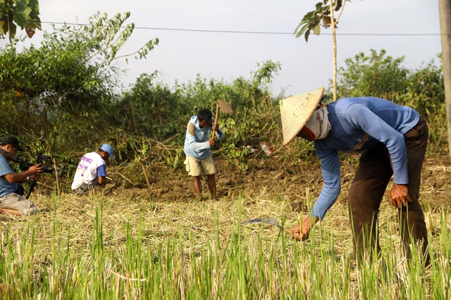 Aktivitas bertani warga di Desa Tegaldowo, Rembang. Foto: Tommy Apriando