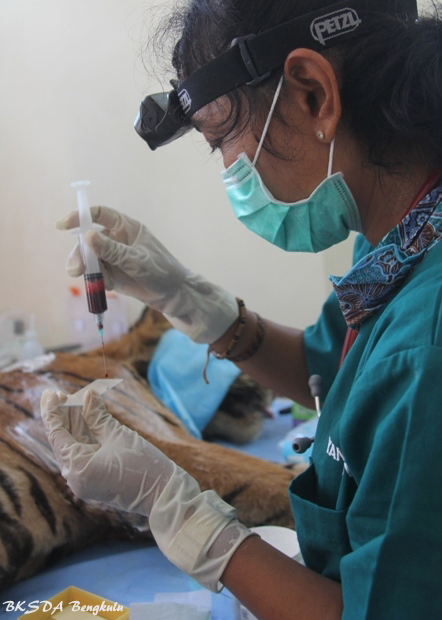 Koleksi sampel darah Giring pada 2 April 2015. Foto: BKSDA Bengkulu