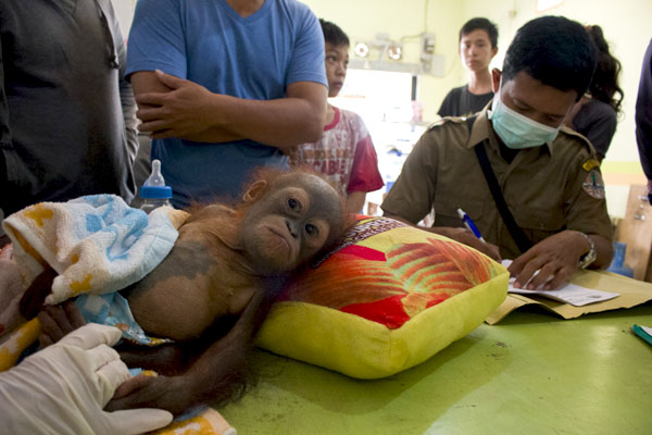 Tubuh Didik kurus, terlalu kecil untuk ukuran bayi orangutan seusianya. Foto: YIARI