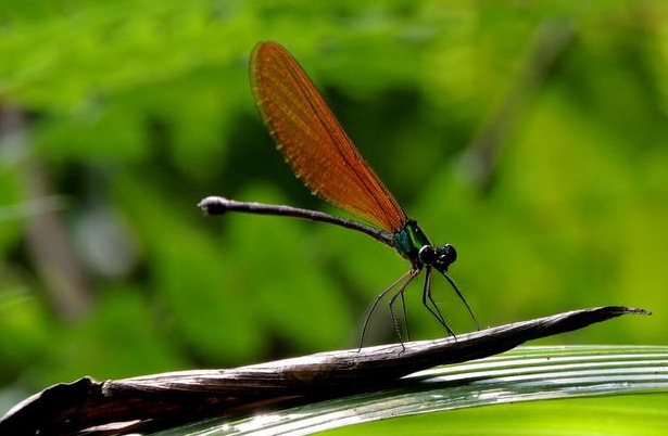 Vestalis luctuosa betina, salah satu spesies capung jarum yang rentan terhadap perubahan lingkungan. Capung ini berstatus hampir terancam (near threatened). Foto : Hariyawan A Wahyudi