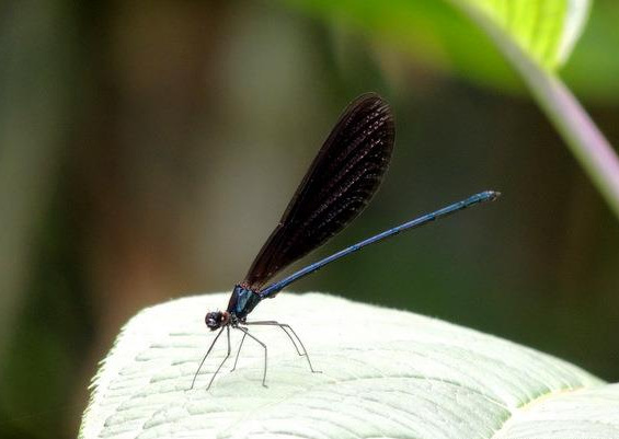 Vestalis luctuosa jantan, salah satu spesies capung jarum yang rentan terhadap perubahan lingkungan. Capung ini berstatus hampir terancam (near threatened). Foto : Hariyawan A Wahyudi