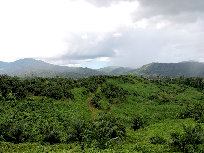 Salah satu wilayah Desa Puncak Jaya yang ditanami sawit dari PT. Wira Sawit Mandiri. Foto: Christopel Paino