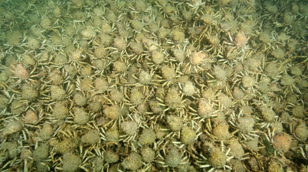 Jutaan kepiting laba-laba yang berkumpul di dasar perairan Teluk Phillip Bay, Melbourne, Australia. Foto : Shere Marris/theage.com