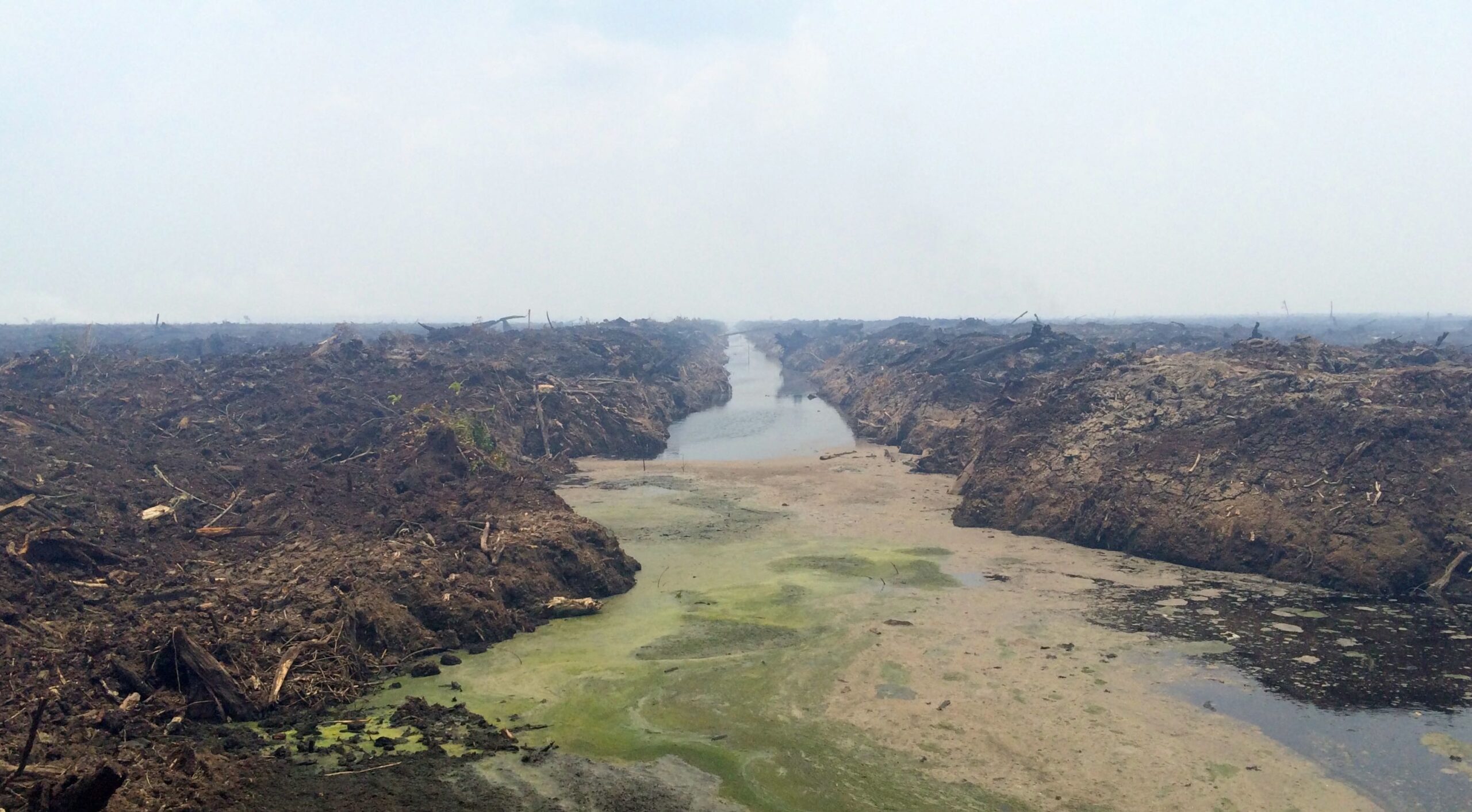 Lahan gambut bekas terbakar di konsesi PT Bumi Mekar Hijau, pemasok APP di Sumatera Selatan. Kebakaran berulang terjadi di konsesi HTI yang berada di lahan gambut ini. Foto: Lovina