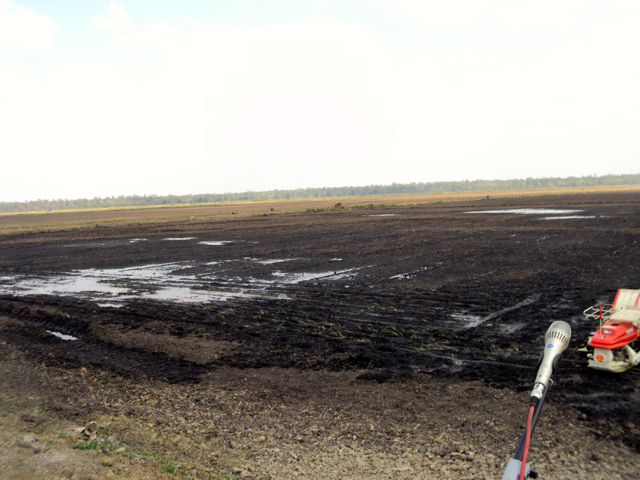 Lahan proyek pengembangan pangan (padi) oleh pemerintah di Dusun Wapeko, Distrik Kurik. Foto: Agapitus Batbual