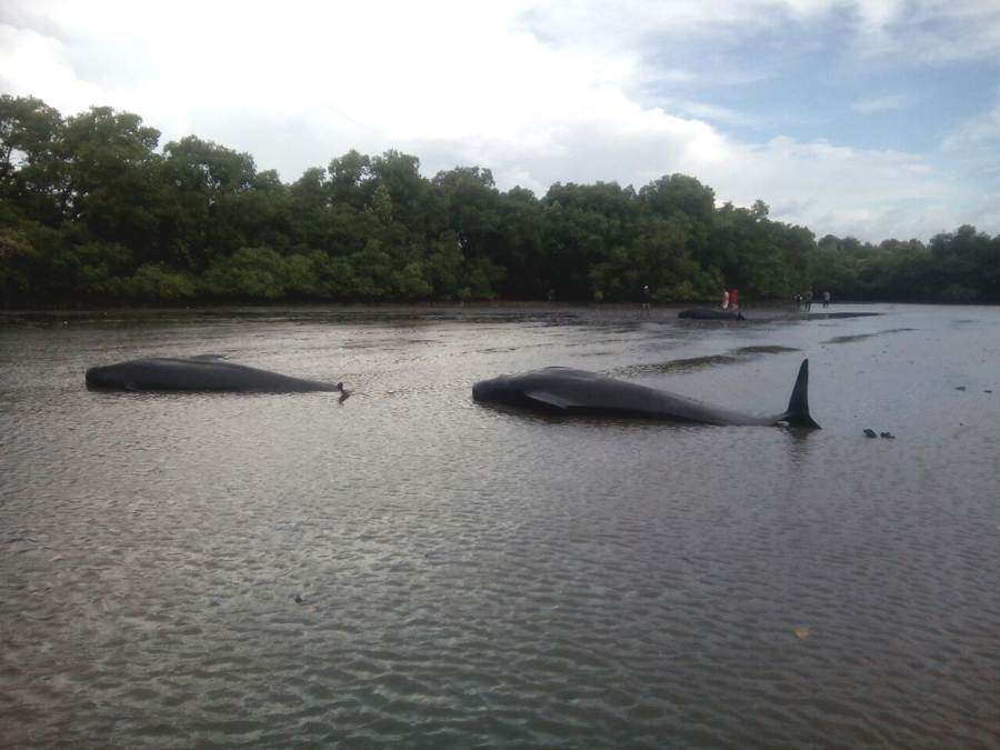 Peristiwa terdamparnya paus pilot juga pernah terjadi beberapa waktu lalu di Ujung Kulon dan Flores. Foto: JAAN