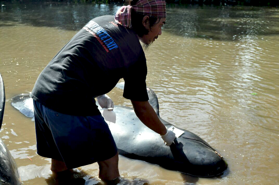Paus pilot yang terdampar ini segera ditangani. 10 individu mati. Foto atas dan bawah: JAAN