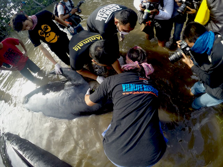 Penyebab terdamparnya 32 paus pilot ini masih diselidiki. Foto: JAAN 