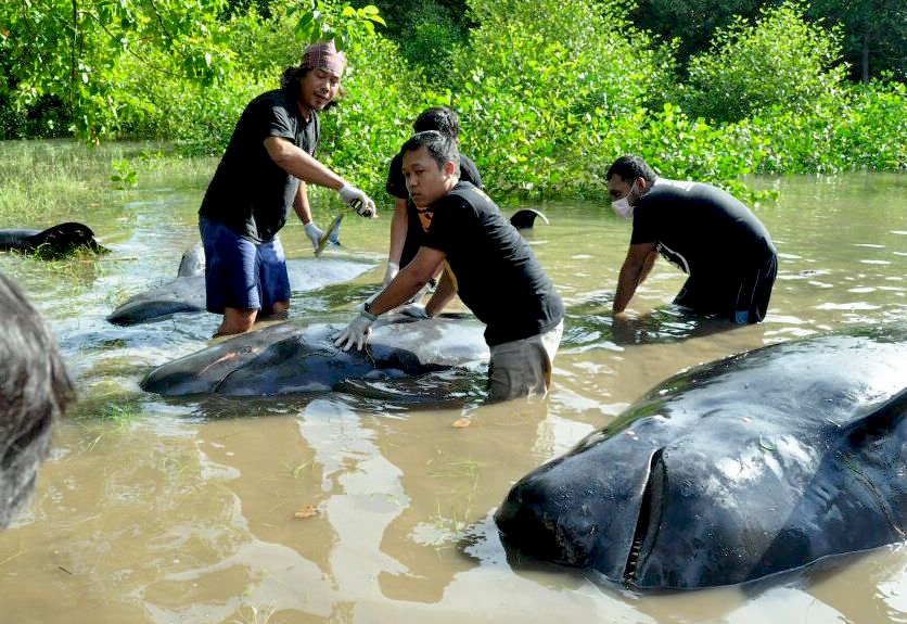 Sejumlah paus pilot yang terdampar di pantai Desa Pesisir, Kecamatan Gending, Kabupaten Probolinggo, Jawa Timur. Foto: JAAN