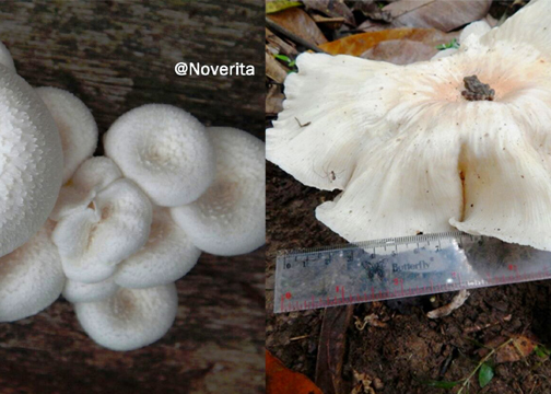 Jamur yang ditemukan di SM Rimbang Baling Sumatera oleh Tim KKL Unas Jakarta. Foto : Unas