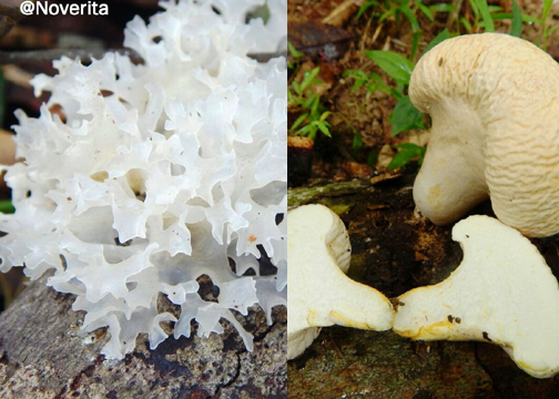 Jamur yang ditemukan di SM Rimbang Baling Sumatera oleh Tim KKL Unas Jakarta. Foto : Unas