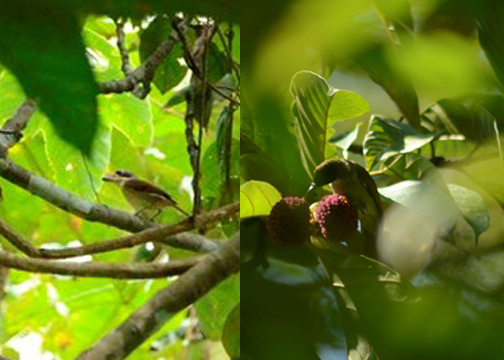 Jenis burung yang ditemukan di SM Rimbang Baling, Sumatera oleh tim KKL dari Universitas Nasional Jakarta. Foto : Unas 