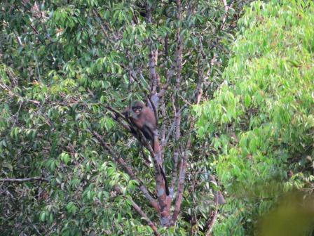 Surili sumatera atau simpai (Presbytis melalophos / mitred leaf monkey) dengan nama lokal nokah. Monyet endemik langka, berstatus terancam (endangered) yang ditemukan di SM Rimbang Baling, Sumatera. Foto : Unas 