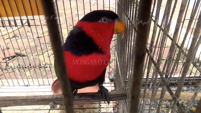 Nuri sitaan dari tempat penampungan satwa ilegal di Asahan. Foto: Ayat S Karokaro
