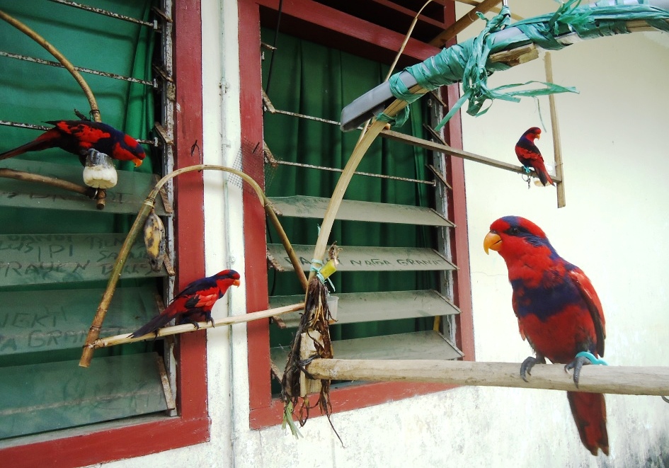 Sejumlah burung nuri talaud (Eos histrio talautensis) yang disita dari rumah seorang warga di Kelurahan Beo Barat, Kecamatan Beo, Kabupaten Kepulauan Talaud, Sulawesi Utara, Sabtu (11/6/2016). Nuri talaud bernama lokal sampiri merupakan burung endemik yang dilindungi peraturan. Foto : Themmy Doaly