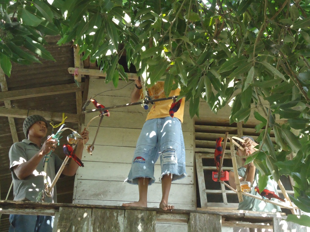 Aparat BKSDA Resort Beo dibantu aktivis Perkumpulan Kompak Talaud, menyita tujuh ekor nuri talaud (Eos histrio talautensis) dari rumah seorang warga di Kelurahan Beo Barat, Kecamatan Beo, Kabupaten Kepulauan Talaud, Sulawesi Utara, Sabtu (11/6/2016). Nuri talaud bernama local sampiri merupakan burung endemic yang dilindungi peraturan. Foto : Themmy Doaly