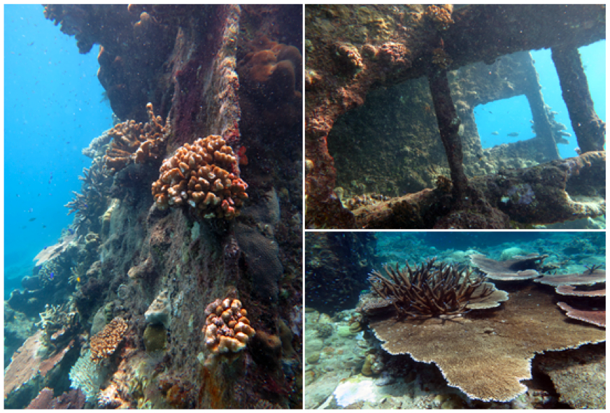 Bagian kapal yang telah ditumbuhi karang, sisi kapal berbahan besi terlihat jelas dan karang jenis Acropora bercabang dan tabulate menghiasi di sekitar kapal.