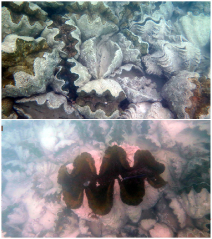 Kima mulai ukuran 50 cm hingga 1,5 m ada dalam satu areal, sangat potensi untuk objek wisata di Pulau Laut. Foto: Ofri Johan