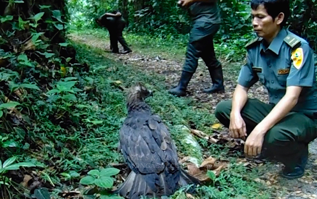 Elang hitam direhabilitasi di Sibolangit, Sumut. Foto: Ayat S Karokaro