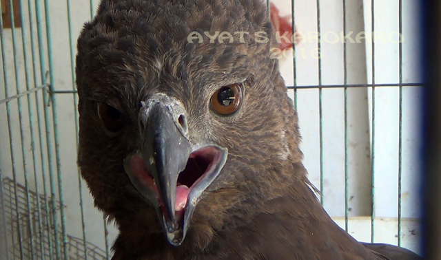 Habitat dirusak, perburuan tinggi, menjadi antara lain penyebab populasi elang hitam terus berkurang. Foto: Ayat S Karokaro