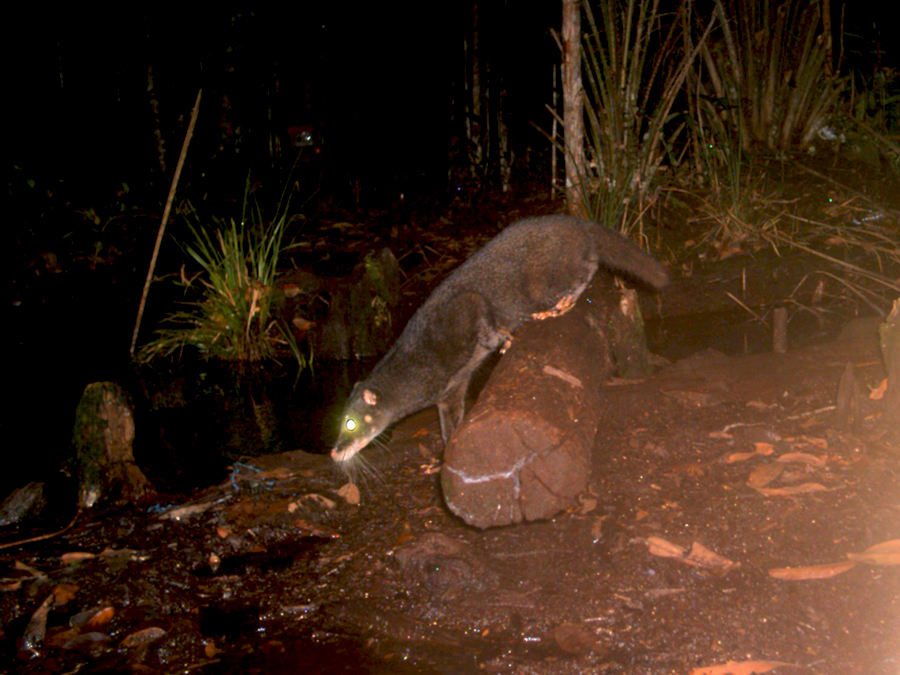 01-Musang akar yang tertangkap kamera jebak di Hutan Gambut Sebangau, Kalimantan Tengah, 26 Mei 2009 dengan latar belakang kanal logging. Kredit foto: Susan M. Cheyne/OuTrop
