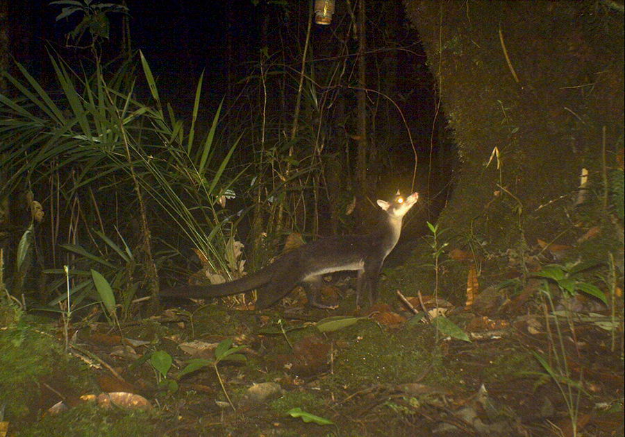 03-Musang gunung yang tertangkap kamera jebak di Zona Lindung, Sela’an Linau Manajemen Unit, di Hulu Baram, Utara Sarawak, Malaysia pada 19 Juli 2012. Kredit foto: John Mathai/HOSCAP Borneo