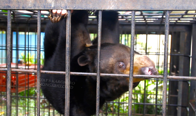 Beruang madu yang disita dari warga Foto: Ayat S Karokaro