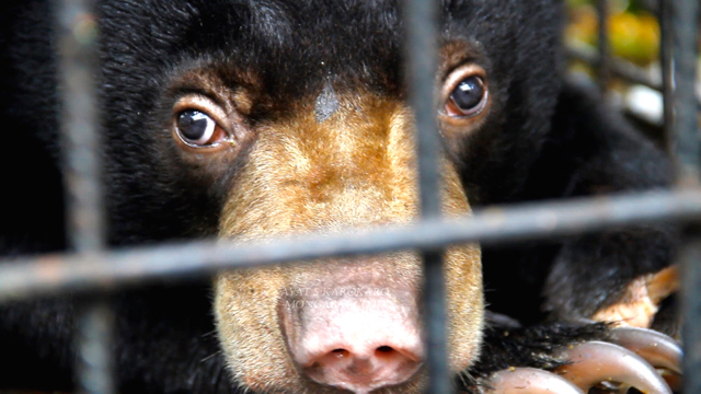 Pandangan sedih beruang madu yang kehilangan tempat hidup. Foto: Ayat S Karokaro